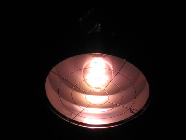 Gymnasium Lights
From Brockton High School (2006), closeup of the bulb
