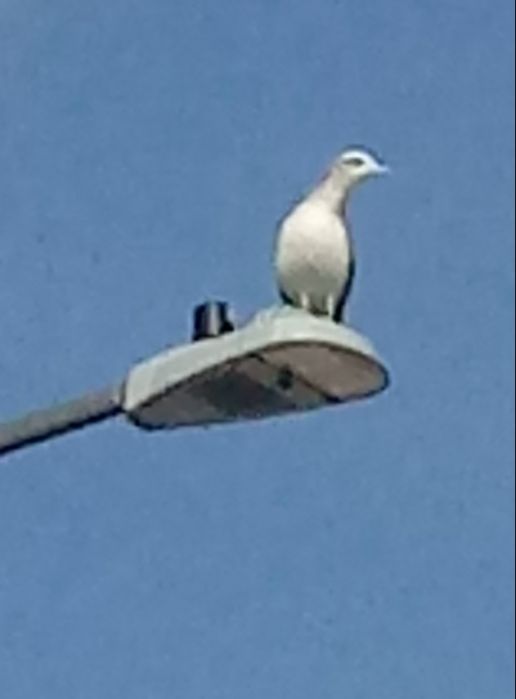 Gull on a LED
Saw the gull sitting on this newly installed GE Evolve.
