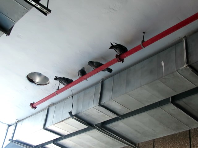 Pigeons at the stock ramp of Carmel hospital
[url]https://www.youtube.com/watch?v=pLKL-pw9gwg[/url]
Until recently, they lived on the blowers of day hospitalization clinic, but recently a guard against them has been installed so they moved to that red pipe.
