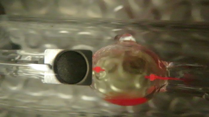 Hot restrike of my 70W 8000K MH lamp
[url]https://www.youtube.com/watch?v=TJPSYsoJjx0[/url]
It have a yellow color vapor when turning off. Probably from thallium, but Stanislav said at the time in LG, that the indium vapor is yellow, in one of his Osram HBI pictures.
It also reaches blue color like the Thorn/GE CID, after the hot restrike. I don't know if it does this also during cold run-up.

