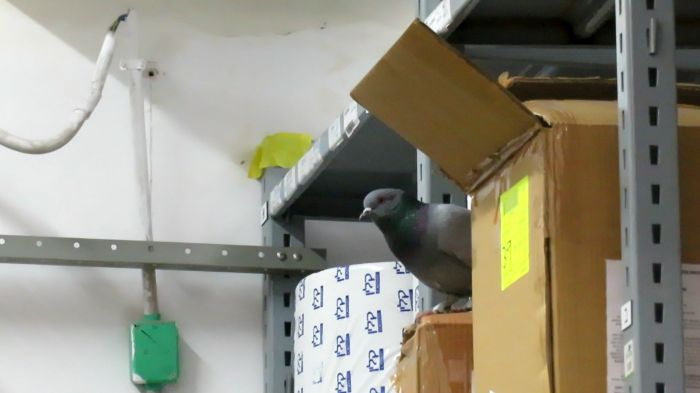 Pigeon in the storage of Carmel hospital...
[url]https://www.youtube.com/watch?v=HSA3brK667w[/url]
Simply scary.
