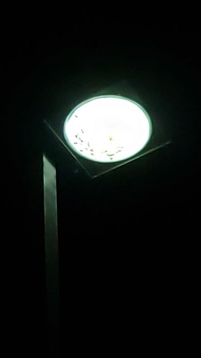bugs inside of a metal halide fixture
Picture taken yesterday.

At a Dairy Queen.
Keywords: Lit_Lighting