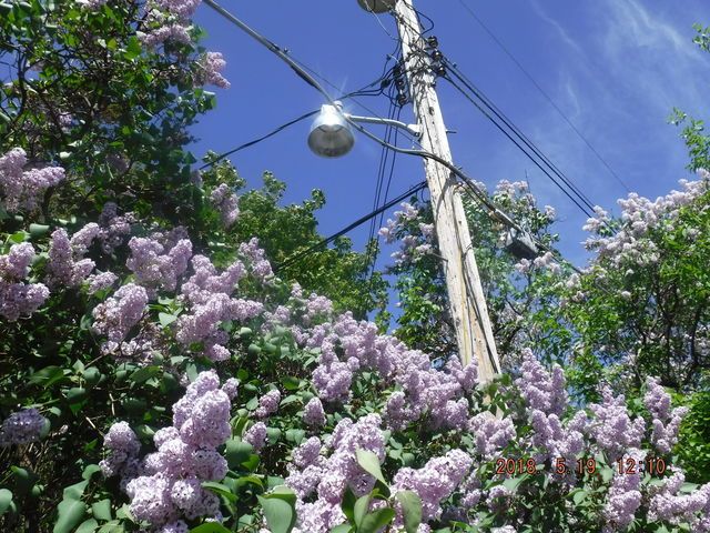 FCO 201SA and lilacs
Couldn't resist taking this picture. Beautiful, isn't it?


Keywords: American_Streetlights