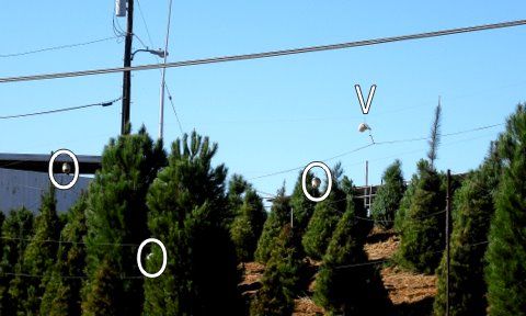 Crazy Cheap Spans
At this Christmas tree farm, they used a bunch of CFL yard lights on span wires to light up there field/sales area. 
Keywords: American_Streetlights