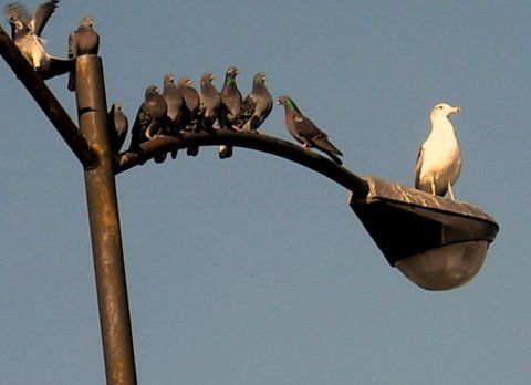 The Gull Sez
Beat it you flying rats, this light is - - - MINE -- MINE -- MINE !!!
Keywords: Light_Humor!