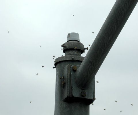 Beehive
Bees are getting into this pole top PC and making a nest. I hope the PC doesnt fail before the beekeepers come to remove the the nest.
Keywords: Gear