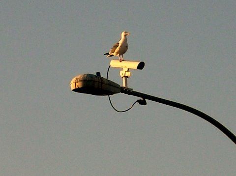 Gull Detector
Saw this and had to add it. BTW it sure soiled the light.
Keywords: Traffic_Lights