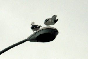 Ours-Ours-Ours
A couple of gulls stake thier claim on a GE M400A2 in Long Beach, CA
Keywords: American_Streetlights