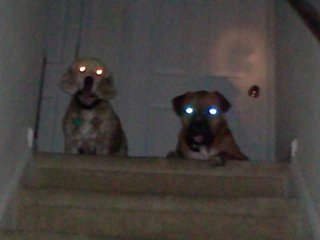 Demon Dogs
Sammy and Bidu. Both were waiting for me to come up before they head off to their beds with me.

Taken with a cellphone camera which is why the picture is crappy.
Keywords: Miscellaneous