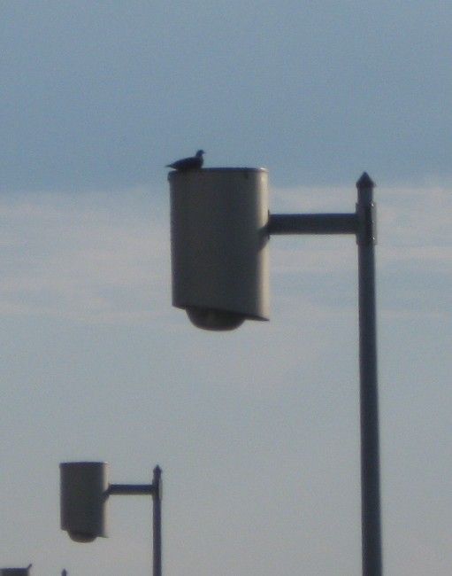 More Powerlite "Poubelles"
Here is a closer look at two of them, one has pigeon on top showing the huge size of these fixtures!
Keywords: American_Streetlights