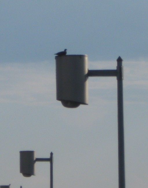 More Powerlite "Poubelles"
Here is a closer look at two of them, one has pigeon on top showing the huge size of these fixtures!
Keywords: American_Streetlights