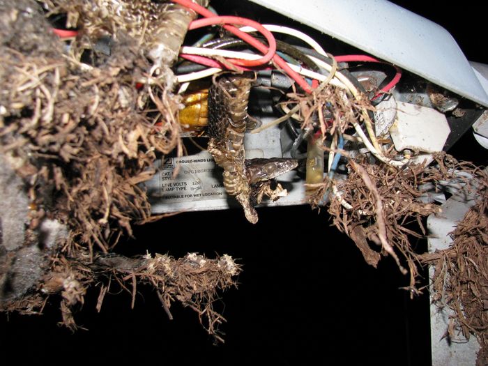 Snake that got tangled up in the wiring
Keywords: Miscellaneous