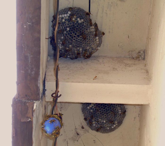 Starting to bug me!!!
The Paper Wasps keep coming back! This time they stayed all winter too!
I want to take down those Christmas lights but I'm kinda afraid of those little buzzing dudes!!!
I don't really want to use poison, but I may have to.
Any ideas??
Keywords: Miscellaneous