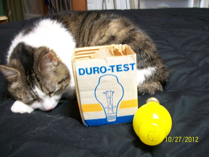 Duro-Test
Ebay find; Duro-Test 40w AT-19 Insect Repellent, I won the bid at 59 seconds left! YAHOOOO!!

This is my pet "Lucky"
Keywords: Lamps