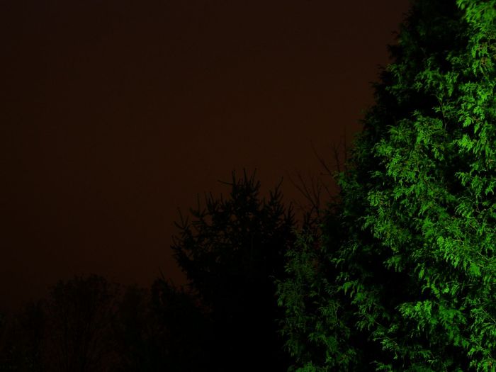 Mercury Lit Yard
Here's a shot of some of the trees in my yard that's lit with a mercury lamp compared with the HPS skyglow in the background.  
Keywords: Lit_Lighting