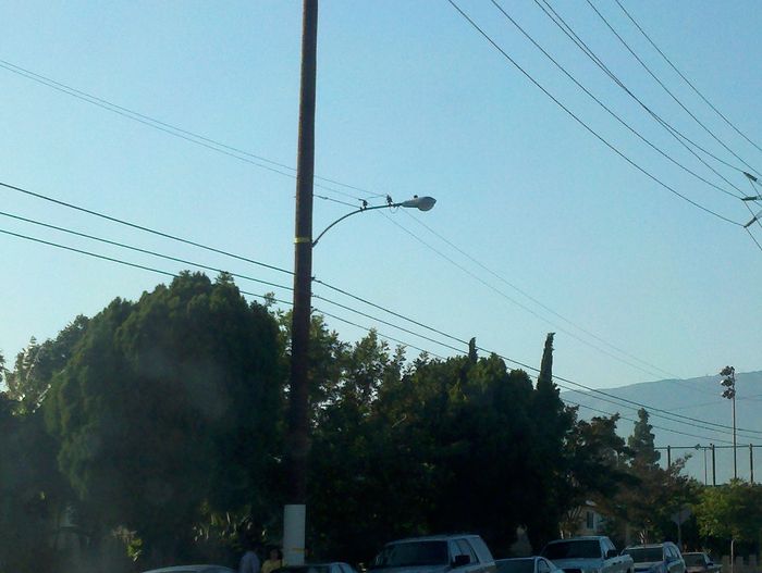 Cool streetlight circuit set up
On this street in Ontario, CA many of the streetlight arms hold the circuit itself with two wires and two insulators. Never seen this anywhere else in socal. The current lights are multiple HPS.
Keywords: American_Streetlights