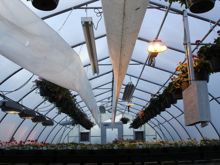 Growlights On
Here's a pic in one of my greenhouses with the HPS growlights on.
Keywords: Misc_Fixtures