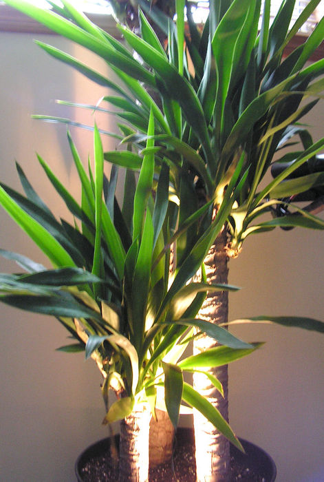 Yucca cane illuminated by 10w halogen
Despite my frustrations with changing the tiny short-lived lamps, they do provide exactly the effect I like. The fixture is a cone-shaped GE plant light that just spikes into the soil that has the step-down transformer in the wall plug.
Keywords: Indoor_Fixtures