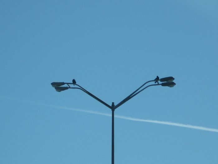 Double Armed Lights
Here are some poles with two arms in each direction! Each light is 250 wall HPS. 
Keywords: American_Streetlights