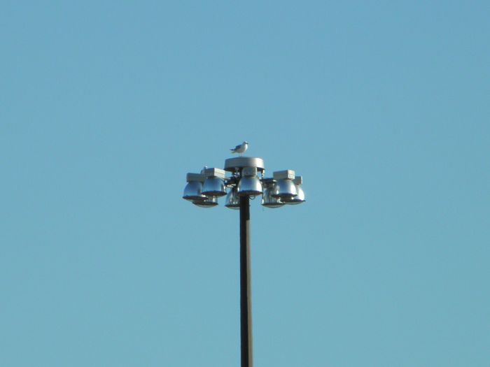 GE HMAAs and a Gull
Here's a cluster of GE HMAA highmast lights, along with the optional Gull(TM) lowering module installed. 
Keywords: American_Streetlights