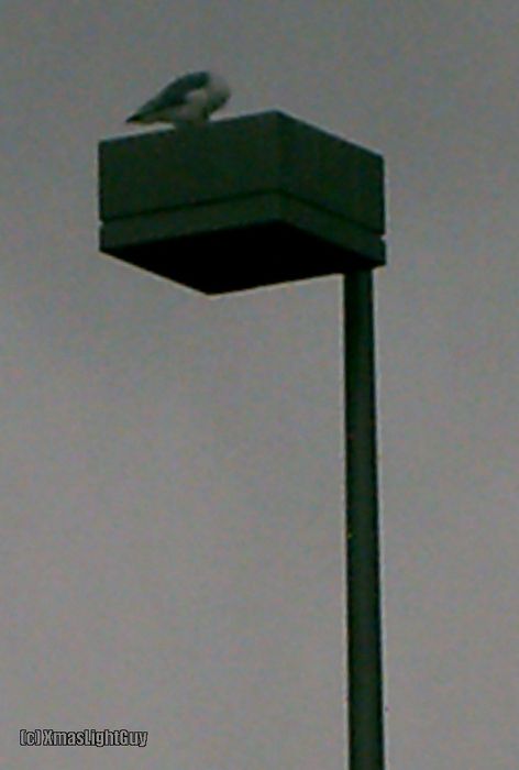 StreetLight #035 - Store Parking Lot Light
Shoebox-type light in a store parking lot.
(pic is kinda dark as rain was moving in)

Note the gull sitting peacefully up there LOL I think that's the real reason i grabbed this pic

Location
Target store
Parker Colorado
Keywords: American_Streetlights