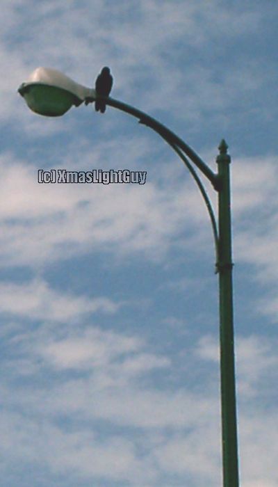 StreetLight #165 (view 1)
Old-ish streetlight along a road within a park
...and a crow keeping watch LOL
(forgot to look & see if there was a NEMA tag that woulda identified wattage/lamp-type


Location: 
Denver, CO (Cheesman Park)
Keywords: American_Streetlights