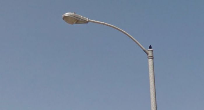 Powerlite R7 on a public street in the USA? Yup!
One of at least two Canadian street lights in El Cajon, CA. The other is a Sylvania R47 FCO. Both are HPS.
Keywords: American_Streetlights