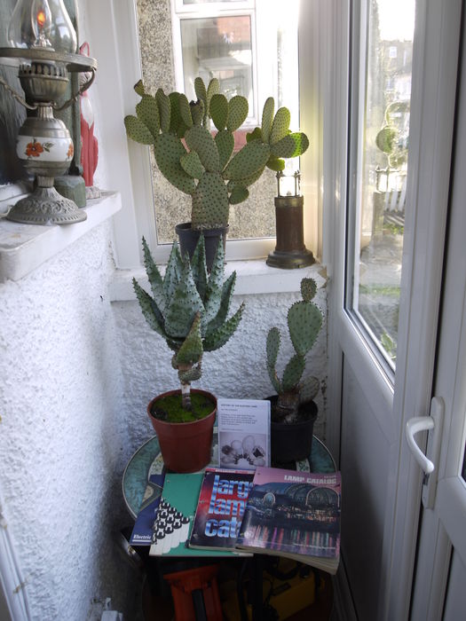 Happy Christmas and New Year to you ALL.
Made a change from Christmas Trees two Opuntias and a Aloe plus some catalogs and Fin Stewart's History of the Electric Lamp, a must for all serious collectors.
Keywords: Miscellaneous