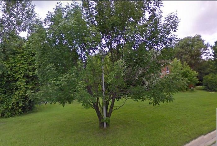 Tree Growing Around Twistpak!
Here is a shot from street view of a tree growing around a Twistpak! The tree and Twistpak are now gone and a 32.5ft pole with a 8ft arm and OVZ now stands in their place.
Keywords: American_Streetlights