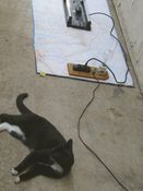 Filename=01athing5.JPG
Filesize=518KiB
Dimensions=1944x2592
Date added=Aug 16, 2011 01athing5.JPG