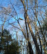 Filename=121414_001.jpg
Filesize=684KiB
Dimensions=1383x1596
Date added=Dec 14, 2014 121414_001.jpg