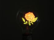 DSC07472_Neon_Rose_Lamp_Lit.JPG
