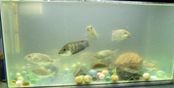 Filename=feesh.JPG
Filesize=41KiB
Dimensions=800x404
Date added=Jan 07, 2012 feesh.JPG