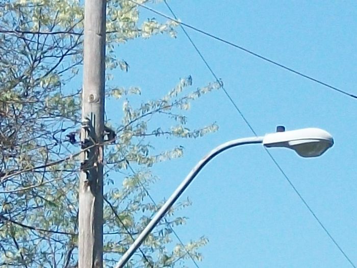 American Electric 113 mostly what we use on our roads is crouse hinds ovz but when there destroyed they get replaced by these why is that instead of a new crouse hinds ovz?
Keywords: European_Streetlights